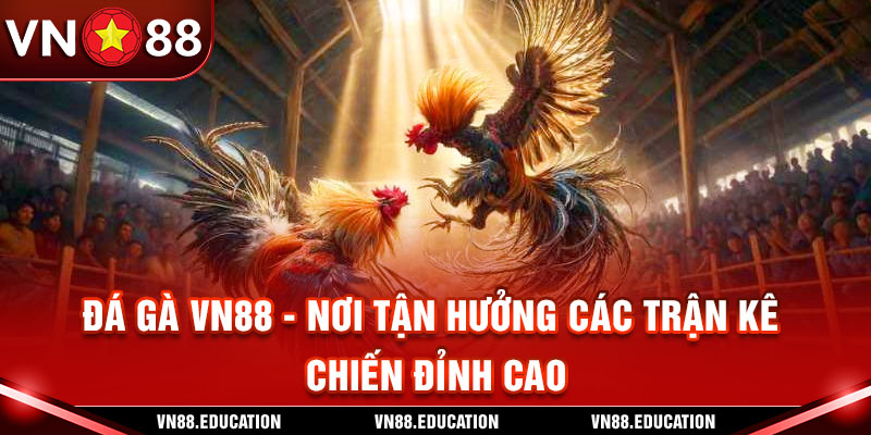 Đá Gà VN88 - Nơi Tận Hưởng Các Trận Kê Chiến Đỉnh Cao